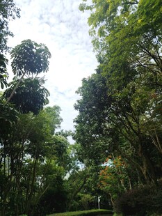 茂密丛林绿意盎然景象