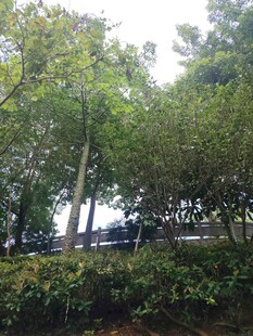 绿树成荫的户外景致