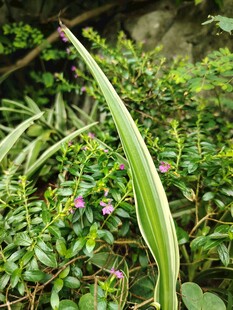 翠绿带纹植物