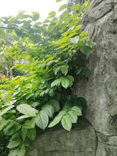藤蔓攀附石墙的绿意景致