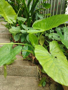 石阶旁的翠绿阔叶植物