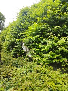 茂密绿意盎然的林间景象