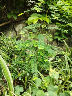 繁茂绿植