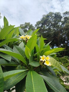绿叶间绽放的黄色鸡蛋花