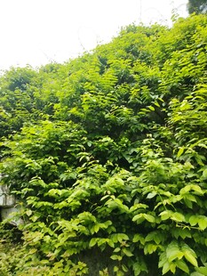 翠绿繁茂的爬藤植物景观
