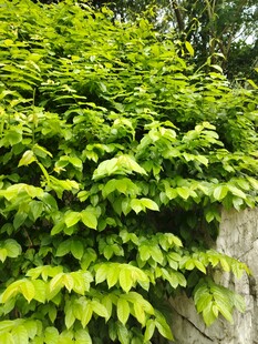 翠绿爬山虎覆盖石墙