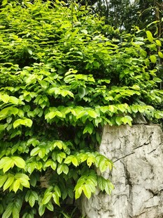石墙上的翠绿爬藤植物
