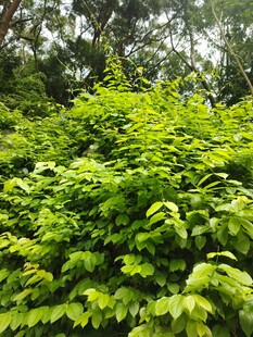 茂密绿植景观