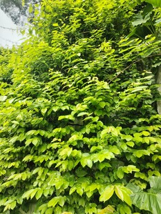 翠绿繁茂的植物墙景观