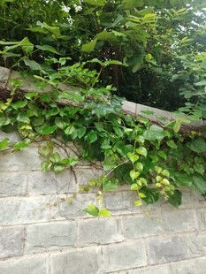 石墙上的翠绿藤蔓