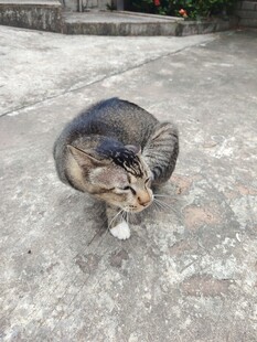 蹲坐的可爱猫咪