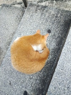 橘猫蜷卧于灰石地面