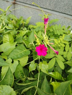 娇艳的粉色花朵