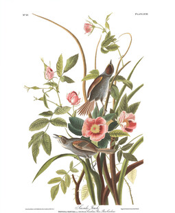 复古风花卉小鸟插画作品
