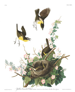 花鸟图鸟儿于花枝间飞舞
