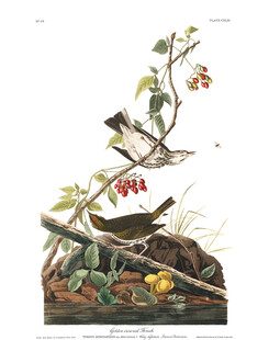 枝头双鸟与果实插画