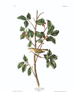 枝头小鸟与绿叶植物