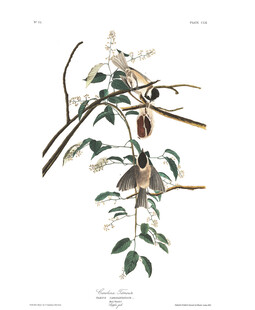 复古风植物果实绘画图