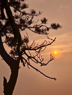 庐山 日出 孤松