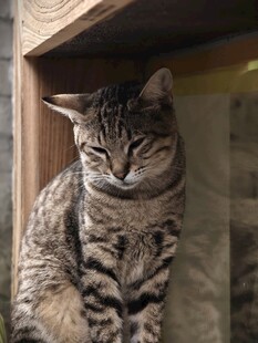 木架下的条纹猫咪