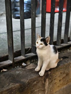 墙边猫咪坐于铁栏旁