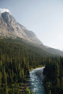 山间河流旁的茂密森林