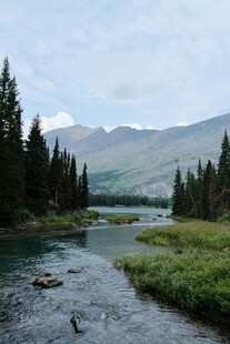 山间溪流旁的葱郁森林