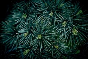 深绿针叶植物特写
