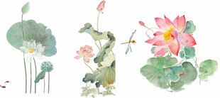 荷花