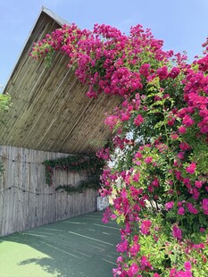 花蔓覆盖的木质小屋一角