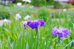 紫色鸢尾花绽放于绿野