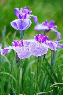 紫色鸢尾花绽放于绿草间