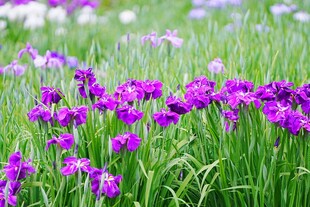 紫色鸢尾花盛开的草地