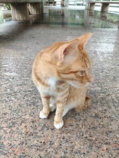 橘猫蹲坐地面瞧向一侧