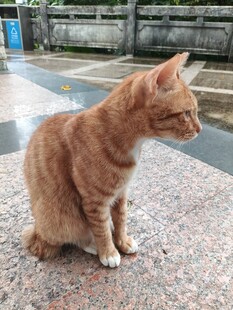 橘猫端坐