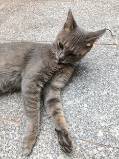 慵懒小猫惬意躺卧