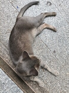 路边趴着休息的灰色猫咪