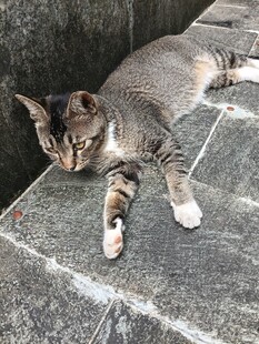 慵懒猫咪惬意躺石板上