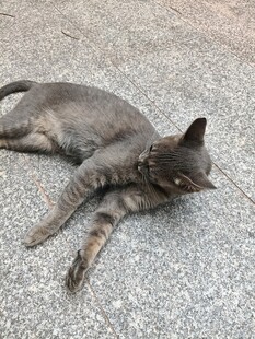 躺地休憩的灰猫