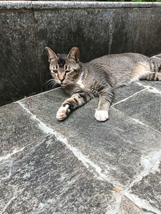 石板上休憩的可爱猫咪