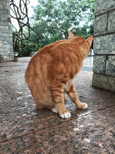 橘猫蹲坐地面观察周围