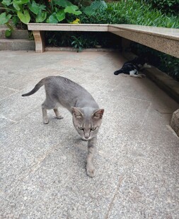 猫咪在户外行走