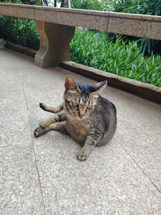 户外躺卧的可爱猫咪