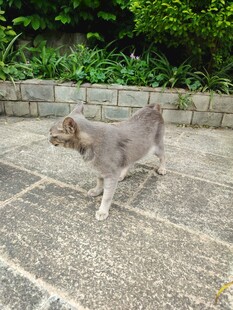 庭院中漫步的灰色猫咪
