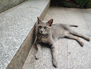 石阶上休憩的灰猫