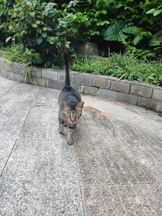 路上行走的花斑猫咪