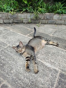 躺地休憩的可爱小猫咪