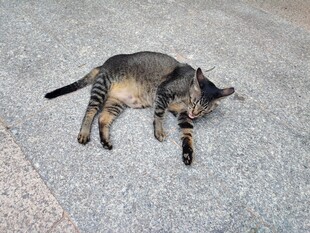 猫咪慵懒躺地小憩
