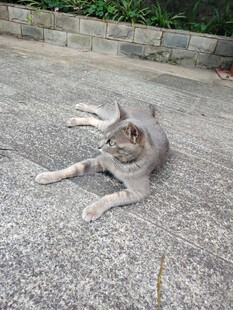 灰色猫咪惬意躺地