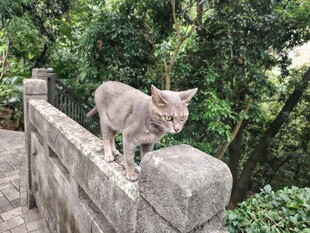 石栏上的猫咪